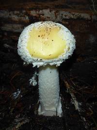 Amanita gemmata image