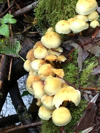 Hypholoma fasciculare image