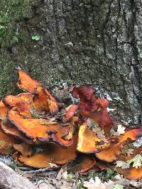 Omphalotus olivascens image