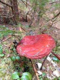 Ganoderma tsugae image