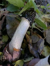 Phallus impudicus var. impudicus image