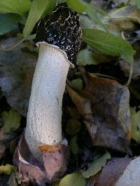 Phallus impudicus var. impudicus image