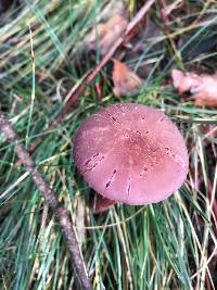 Laccaria amethysteo-occidentalis image