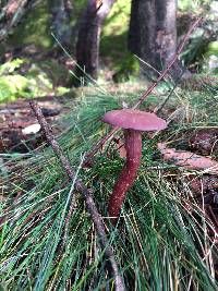 Laccaria amethysteo-occidentalis image