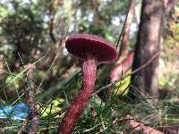 Laccaria amethysteo-occidentalis image