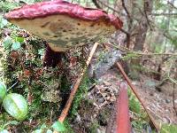 Ganoderma tsugae image