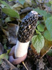 Phallus impudicus var. impudicus image