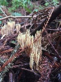 Ramaria formosa image