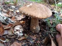 Leccinum scabrum image