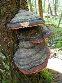 Fomitopsis pinicola image