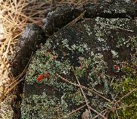 Cladonia cristatella image