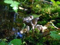 Helvella lacunosa image