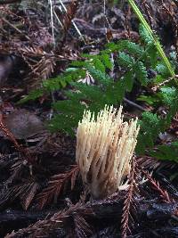 Ramaria formosa image