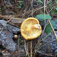 Gymnopilus sapineus image