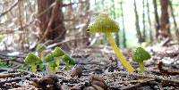 Hygrocybe psittacina var. psittacina image