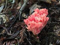 Ramaria araiospora image