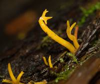 Calocera viscosa image