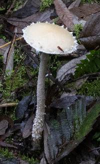 Stropharia ambigua image