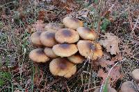 Armillaria mellea image