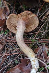 Armillaria mellea image