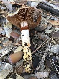 Cortinarius trivialis image