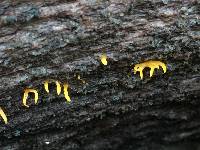 Calocera cornea image