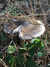 Amanita pachycolea image