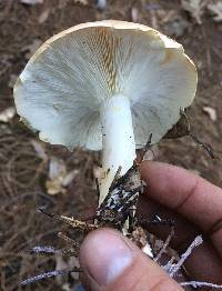 Leucopaxillus gentianeus image