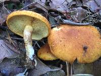 Gymnopilus sapineus image