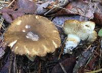 Russula cerolens image