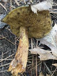 Suillus fuscotomentosus image