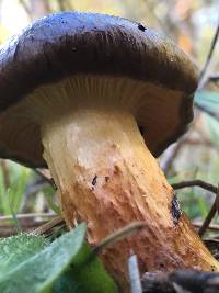 Hygrophorus hypothejus image