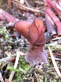 Gyromitra infula image