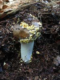 Amanita augusta image