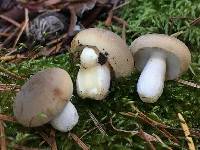 Russula cerolens image