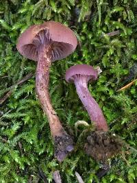 Laccaria amethysteo-occidentalis image