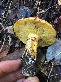 Suillus caerulescens image