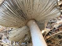 Amanita pachycolea image