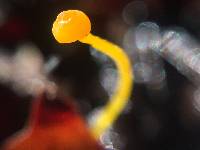 Mycena acicula image