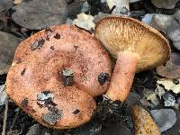 Lactarius xanthogalactus image