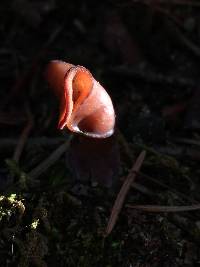 Gyromitra infula image