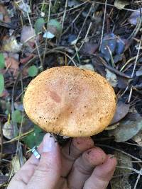 Suillus caerulescens image