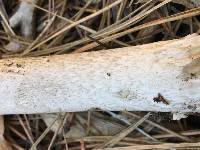 Amanita pachycolea image