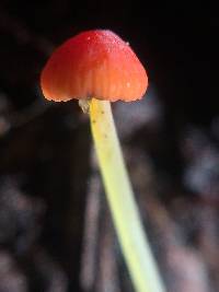 Mycena acicula image