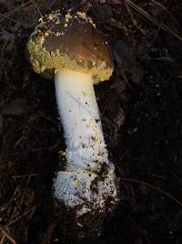 Amanita augusta image