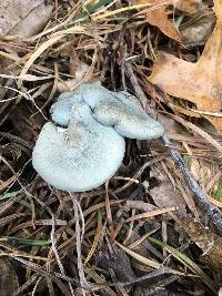 Clitocybe odora var. pacifica image