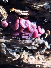 Ascocoryne sarcoides image