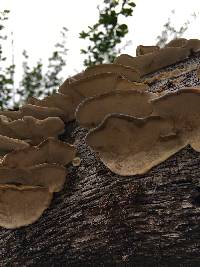 Trametes versicolor image