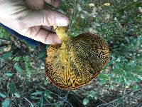 Omphalotus olivascens image