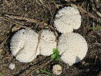 Lycoperdon marginatum image